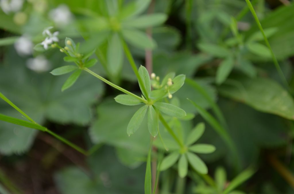 Da determinare: Galium sp
